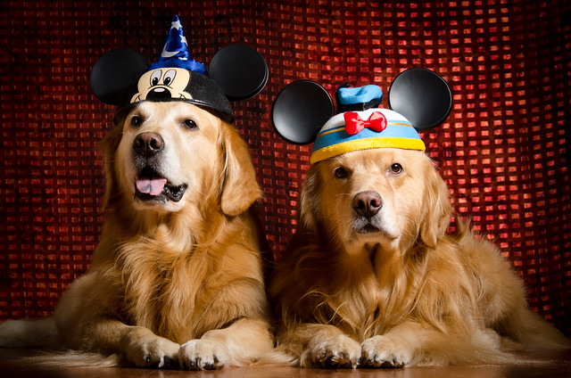 Disney Dogs