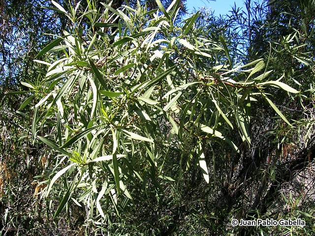 Follaje del Frangel, Kageneckia angustifolia