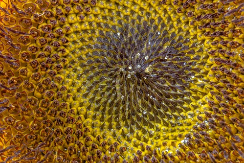 Sunflower heart