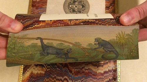 Spider monkeys fore-edge painting