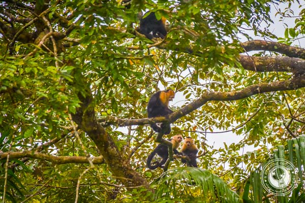Capuchin Monkeys in Sierpe