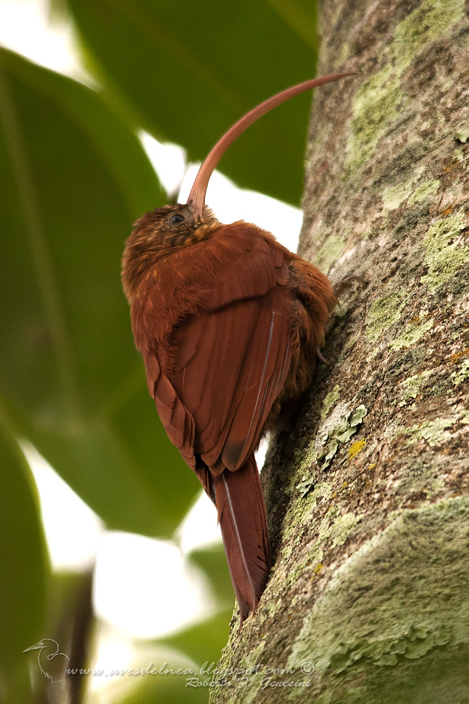 Picapalo colorado (Red-billed Scythebill) Campylorhamphus trochilirostris