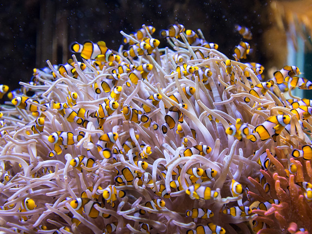 juvenile anemone fish