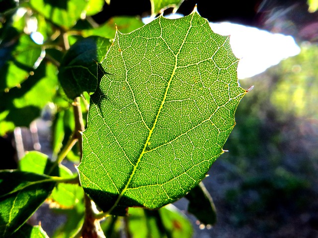 california live oak