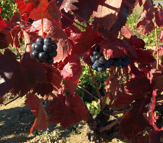 Vineyards in November