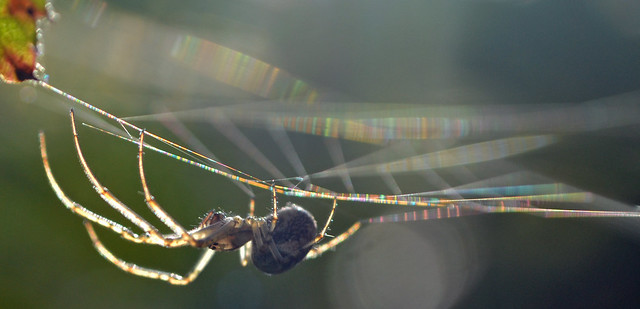 orb weaver, lines and light {explored}