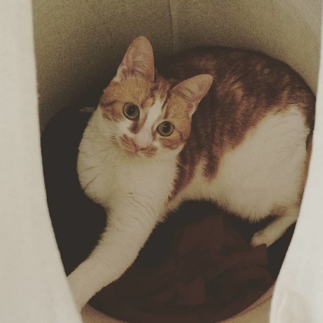 Whenever we don't see Meesha for a while, we know she is in her fave hiding place, our laundry basket 😂 Happy #caturday #meesha #meeshaisawesome #meeshaantics #meeshathecat #catsofig #catsofinstagram #catsoninstagram #cats #cutenessoverload
