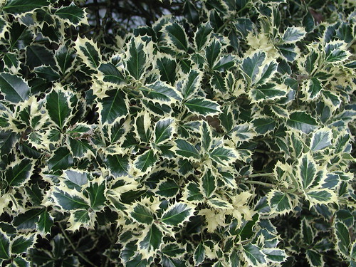 Ilex aquifolium 'Argentea Marginata' Batesville AR mid (1)