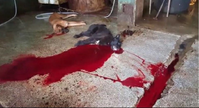 [Busan KAPCA] We need your support for the press conference urging appeal of Sangae-dong Dog Meat Market cruel slaughter case