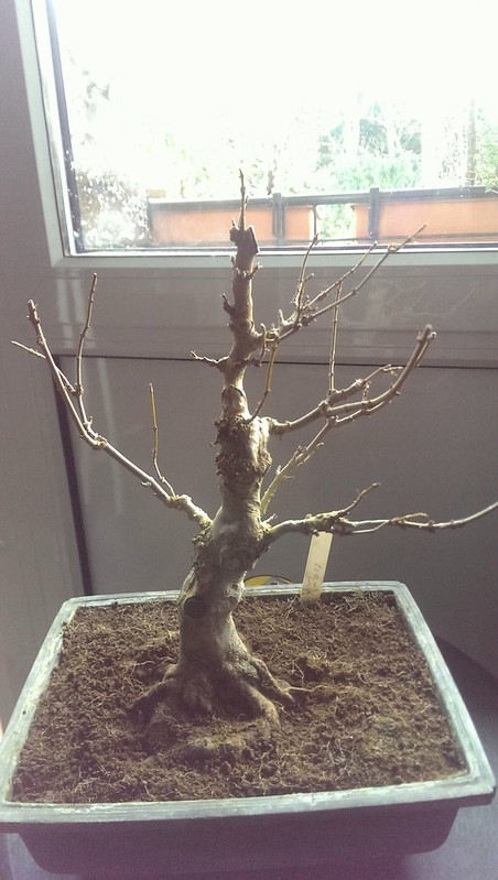 Reverse tapered trident maple 30504080726_97cea0bd39_c