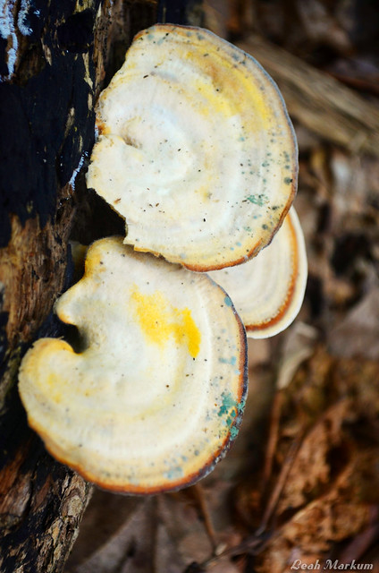 Shelf Fungi and Slime Mold