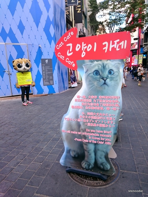 cat cafe in Myeongdong
