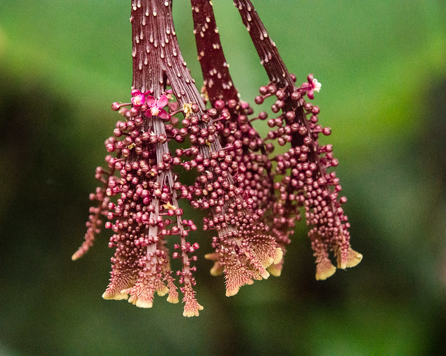 unusual plant