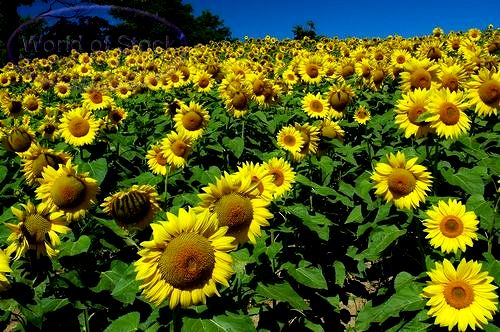 biji-bunga-matahari