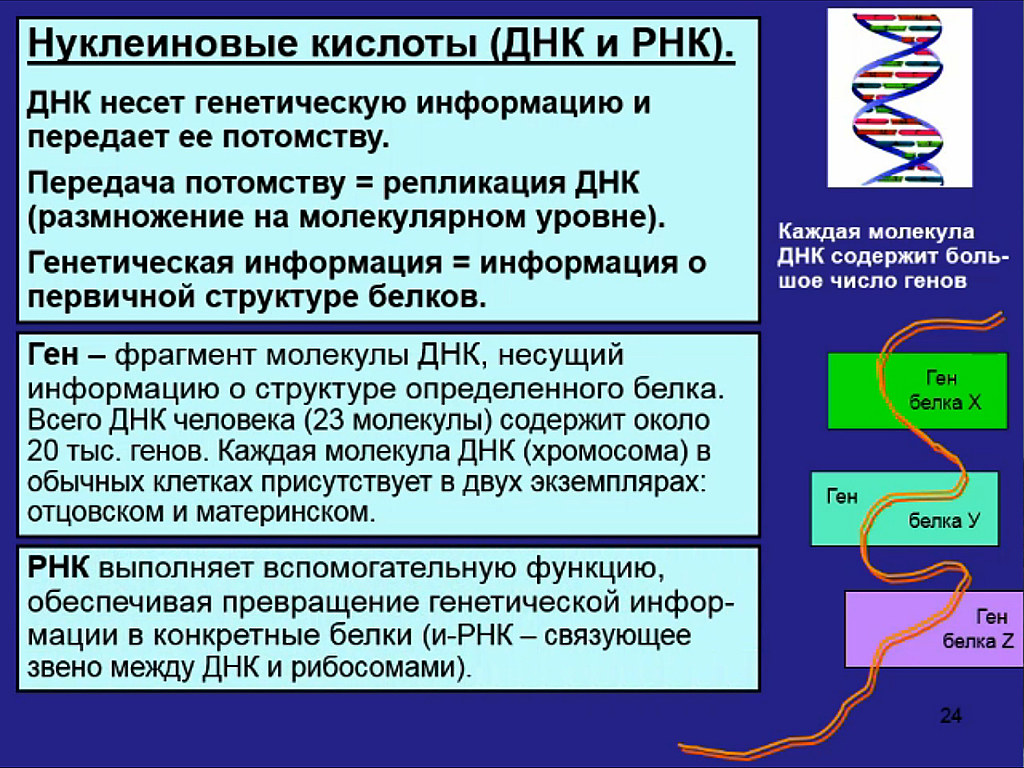 Преобразование белка. Репликация молекулы ДНК (РНК). Нуклеиновые кислоты ДНК. Нуклеиновые кислоты ДНК И РНК.