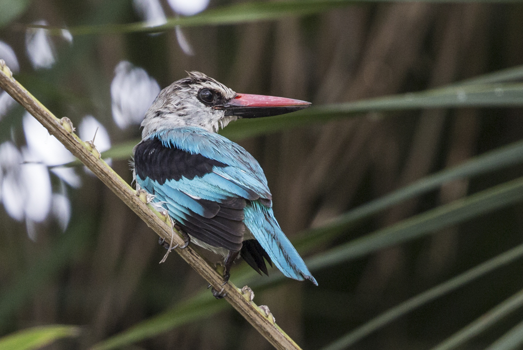 Woodland Kingfisher    Gambia 2016