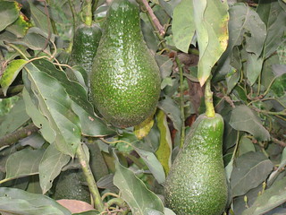 Improved avocado varieties introduced by Africa RISING
