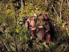 Sample Imagery from Carnivorous Plants and their Habitats (66)