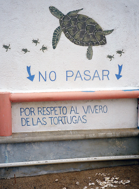 Turtle vivarium at Barra de Navidad on Mexico's Pacific coast