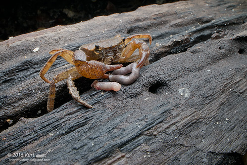 Freshwater Crab_MG_4115 copy