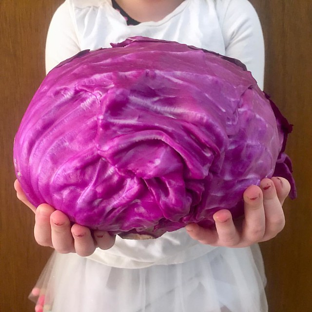 The largest cabbage I have ever seen arrived in my organic bag from @fullcirclefarms today! It's destined to be slaw. #filmborn