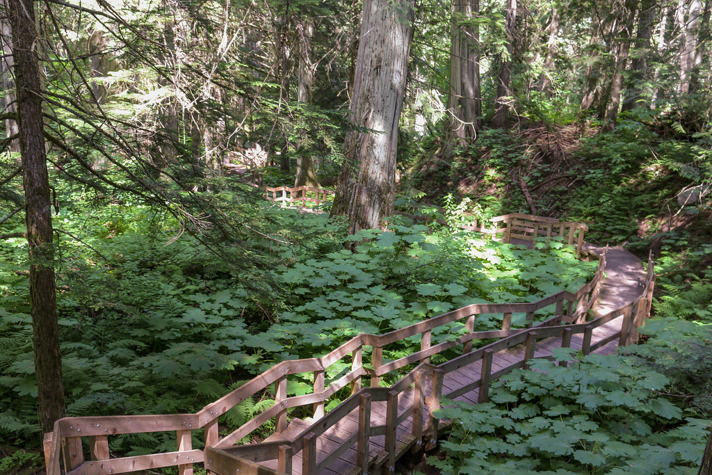 Giant Cedars Boardwalk Trail