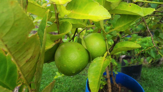 Native-Lemon-In-Laguna