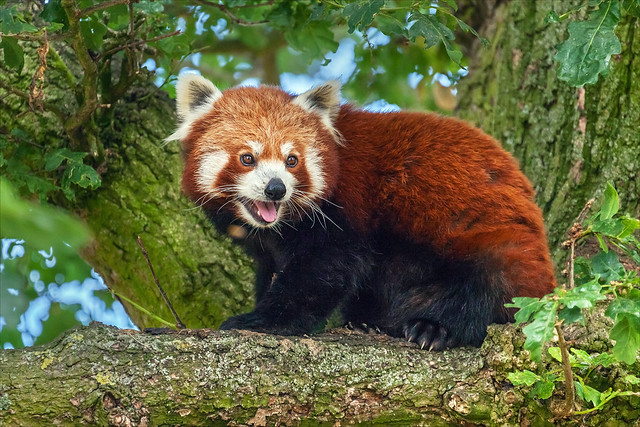 Red Panda looking down from its lofty perch
