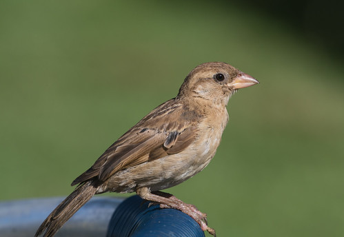 House Sparrow