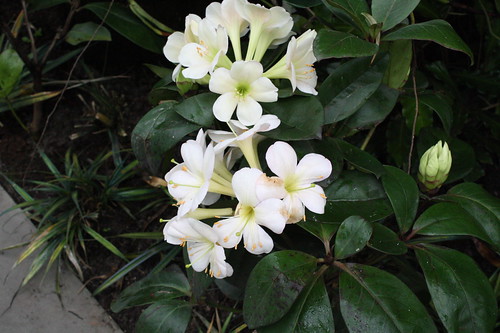 Rhododendron archangel