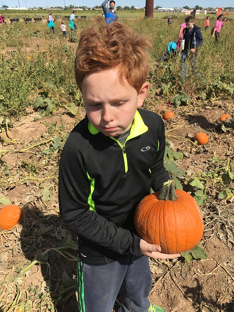 Maxwell's Pumpkin Farm