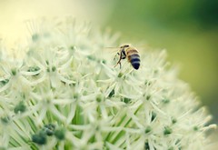 bee on allium