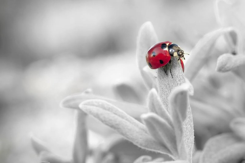 ladybug-insect-nature