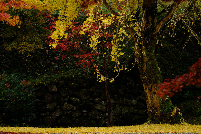 Autumn leaves scenery in Japan