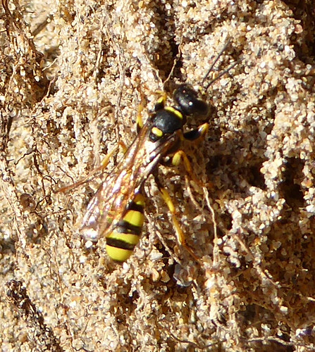 Field Digger wasp