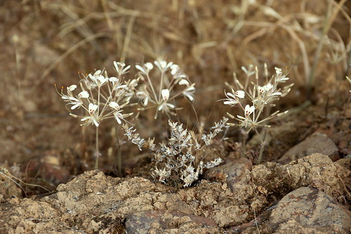 Pelargonium triandrum in wild