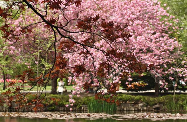 Hokkaido cherry blossom