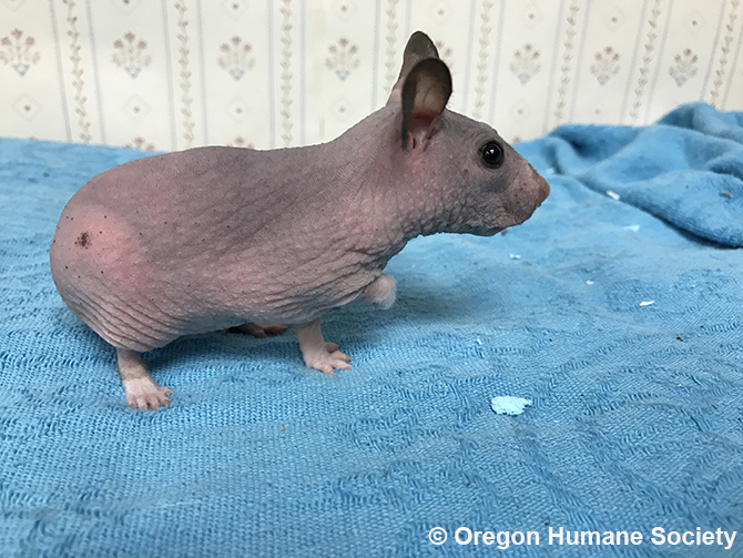 Die Oregon Humane Society hält Silkys Platz besonders warm.