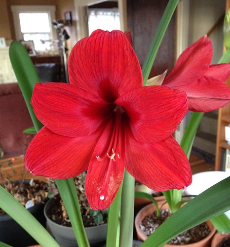 Red Lion (2014), first amaryllis bloom of 2106