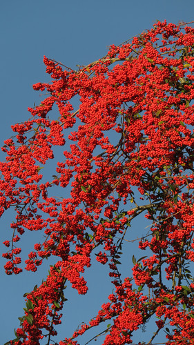 Tree covered in red berries in Stanley Park in Vancouver, BC