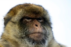 Gibraltar - Barbary Macaque (by Jon Slayer) (1)