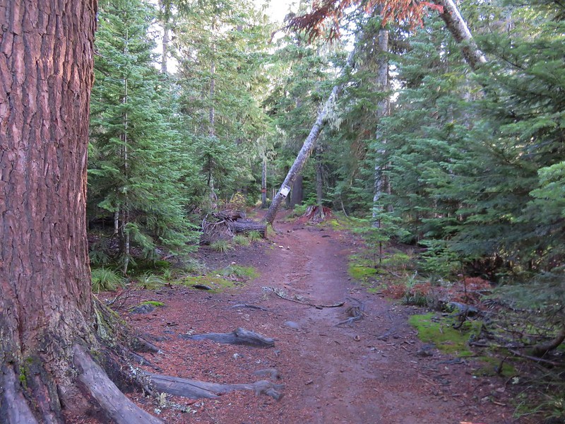 Pacific Crest Trail near the Frog Lake Sno-Park