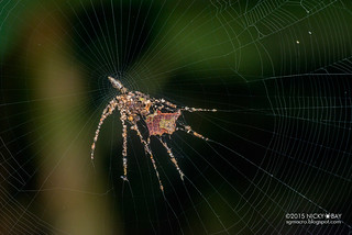 Trashline orb weaver spider (Cyclosa sp.) - DSC_1462