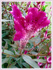 Celosia argentea (Plumed Cockscomb, Silver Cock’s Comb, Woolflowers, Troublesome Weed)