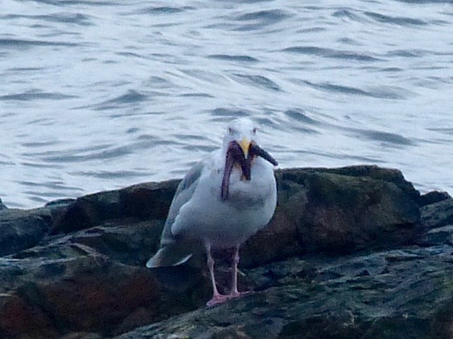 Gull Swallowing Sea Star 1 of 4