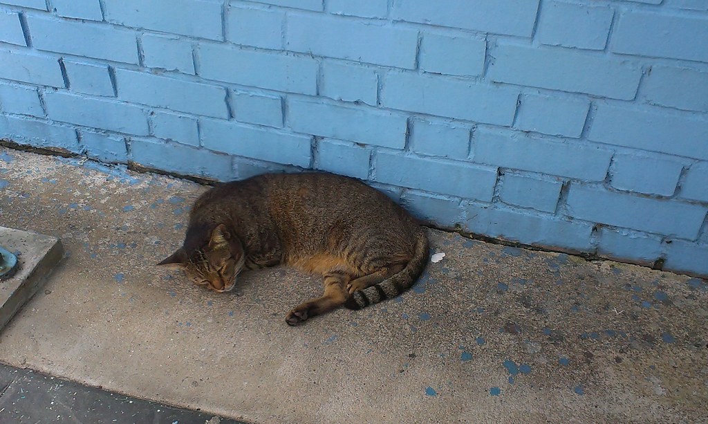 Cat by the wall