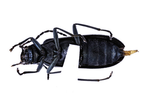 アオグロカミキリモドキ　Ischnomera nigrocyanea (Lewis, 1895)-3-3