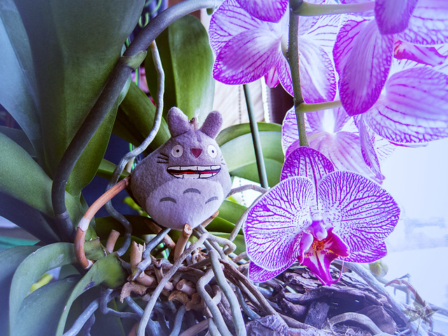 Day #290: totoro very loves orchids