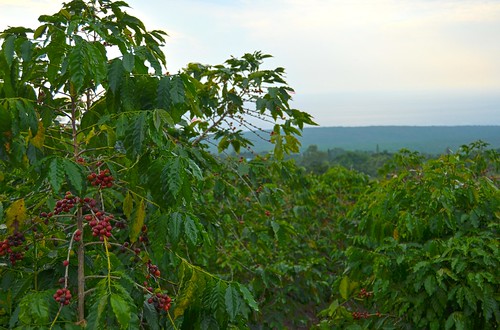 Kona Coffee Plants