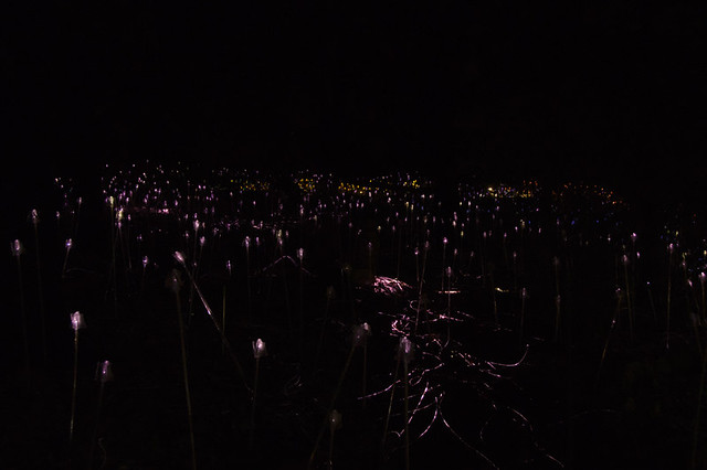 bruce light at arboretum-9web